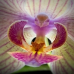 orkide Profile Picture