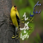 رضا محمدی Profile Picture