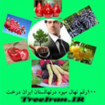 ایران درخت Profile Picture