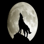 alone wolf Profile Picture