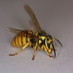 زنبور وحشی Profile Picture